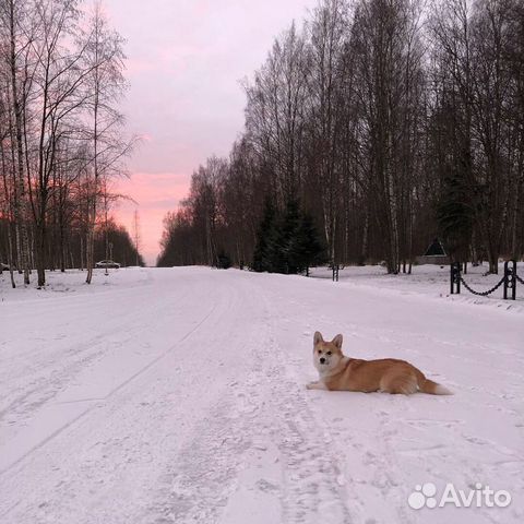 Кобель для вязки вельш корги пемброк