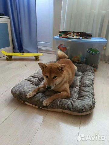 Лежанки для собак и кошек