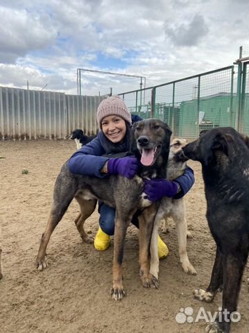 Собака в добрые руки