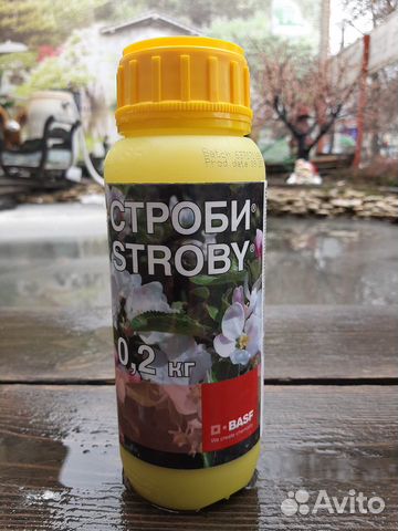 Строби, Строби Тек