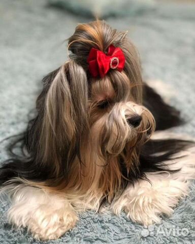 Бантики для собак