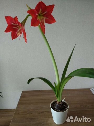 Гиппеаструм