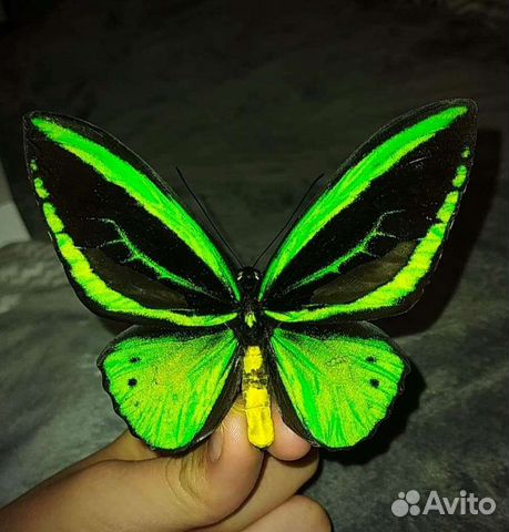 Бабочка в рамке