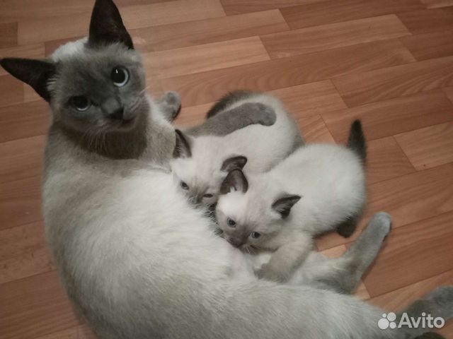 авито рославль котята