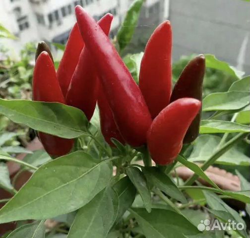 Перец чили острый комнатный