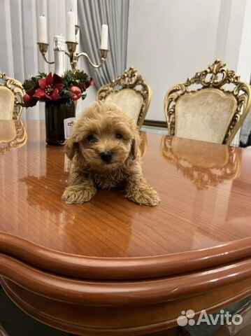 Щенки мальтипу мини и стандарт, разных окрасов