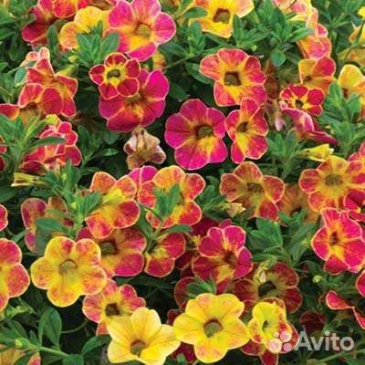 Калибрахоа