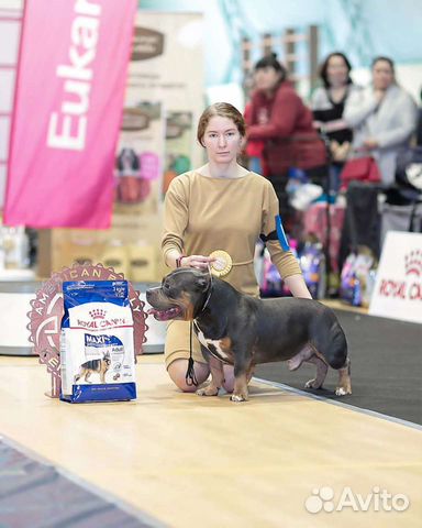 Услуги хендлера, выставки собак