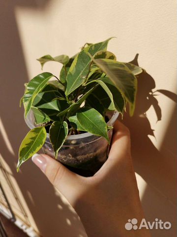 Комнатные цветы