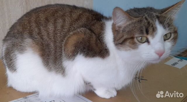 Кошечка в добрые руки