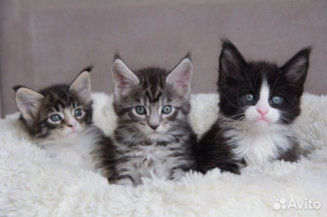 Детки -конфети котята мейн кун из питомника