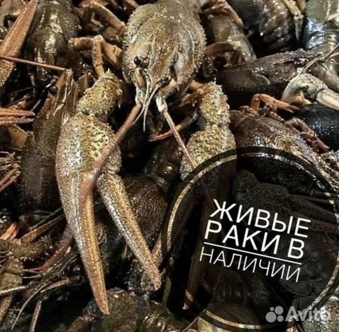 Живые раки