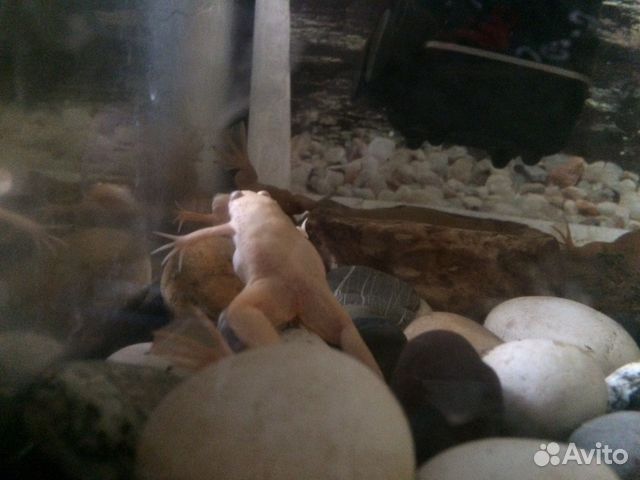 Шпорцевая лягушка купить на Зозу.ру - фотография № 4