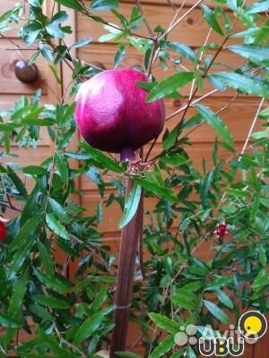 Гранат комнатный Гранат комнатный