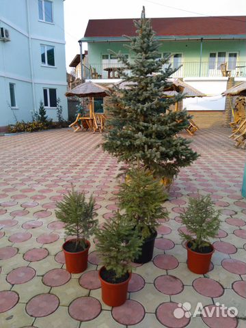 Сколько Стоят Новогодние Елки В Симферополе Сколько Стоят Новогодние Елки В Симферополе
