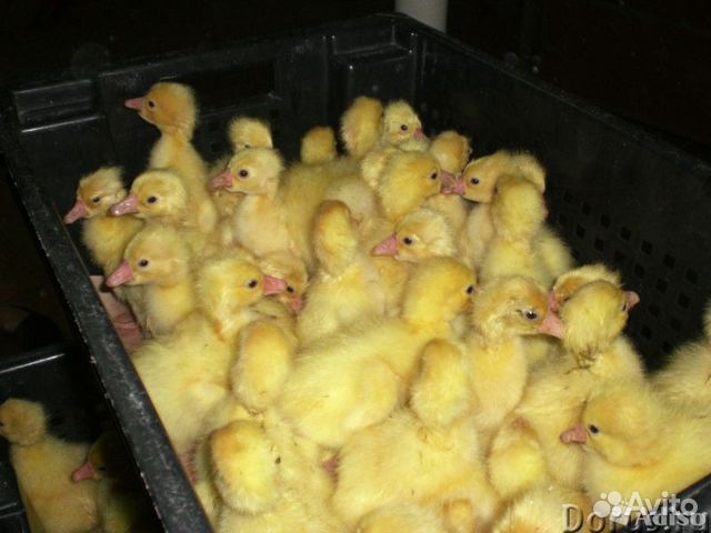 Индюшата гусята цыплята купить на Зозу.ру - фотография № 3