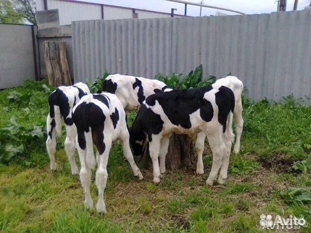 Телята частники. Телята на авито. КРС телочки 5-6 месяцев. Бычок молочник черно пестрый. Коровы на авито.