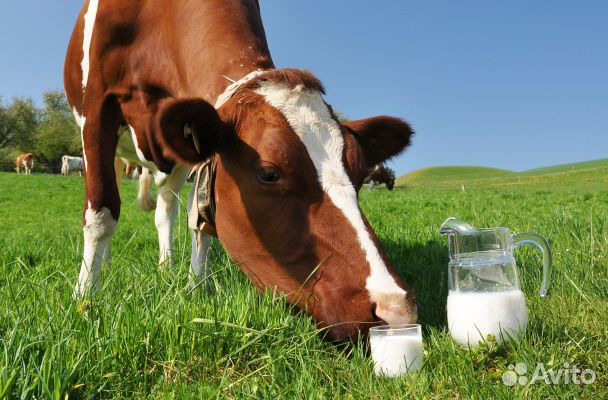 Домашние натуральные продукты из коровьего молока