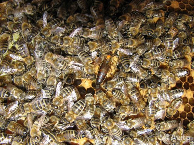 Пчёлы (пчелопакеты, семьи, матки) купить на Зозу.ру - фотография № 2