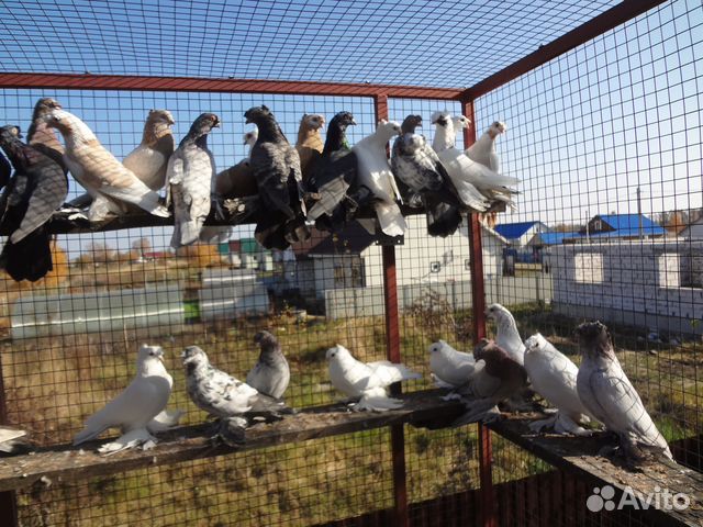Узбекские бойные голуби купить на Зозу.ру - фотография № 6