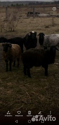 Баран, ярки, овцы купить на Зозу.ру - фотография № 2