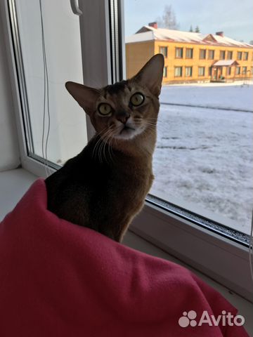 Вязка с абиссинским Grand Inter Чемпионом WCF