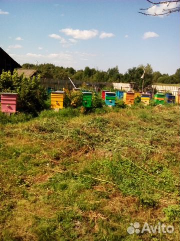 Пчелопакеты среднерусской пчелы купить на Зозу.ру - фотография № 5