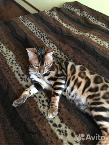 Вязка с бенгальским котом Вязка с бенгальским котом