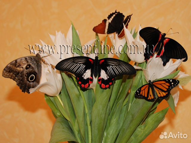 Букет весенний привет и живые тропические бабочки