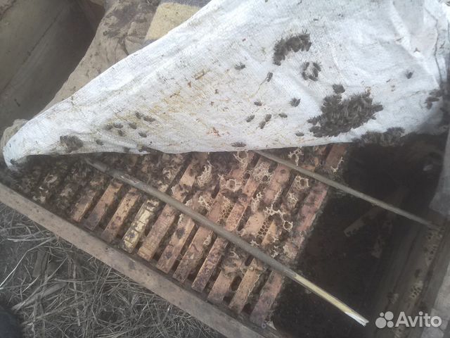 Пчелосемьи дальневосточных пчёл на высадку 2020 г купить на Зозу.ру - фотография № 6