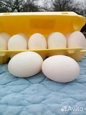 Яйца Утиные Купить В Гомеле