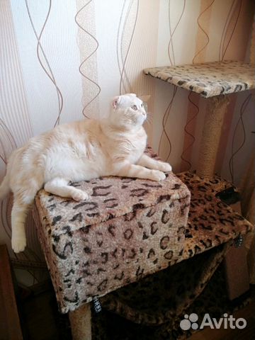 Шотландский кот (вязка) купить на Зозу.ру - фотография № 2