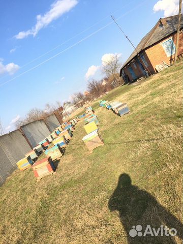 Пчелосемьи, пчёлы купить на Зозу.ру - фотография № 3