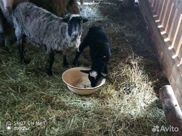 Продам овечку с ягненком