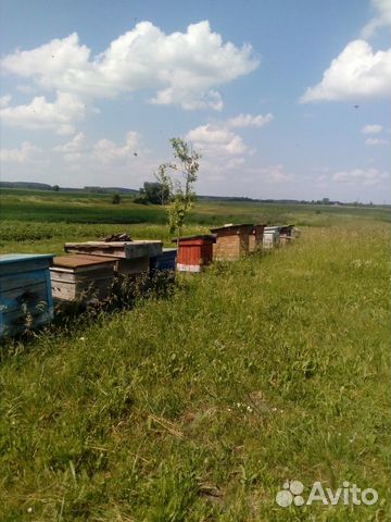 Продам 6 семей пчел
