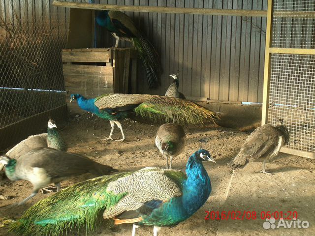 Павлины-фазаны купить на Зозу.ру - фотография № 2