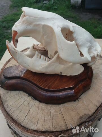 Зоологический экспонат