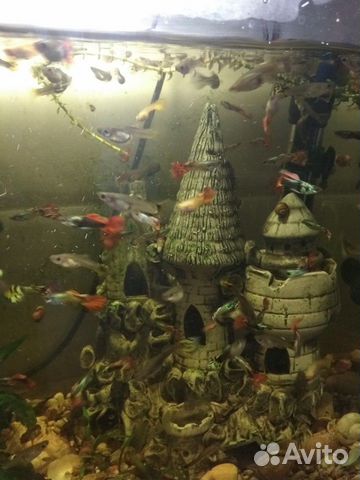 Рыбки гуппи, сомики прилипала 9 месяцев купить на Зозу.ру - фотография № 1