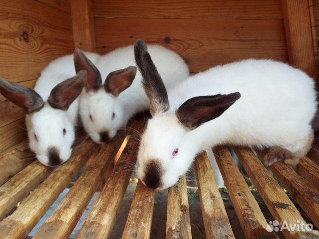 Кролики калифорницы 4 мес купить на Зозу.ру - фотография № 3