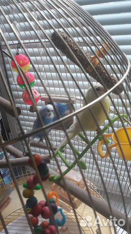 Продам волнистых попугаев с клеткой и кормом купить на Зозу.ру - фотография № 2