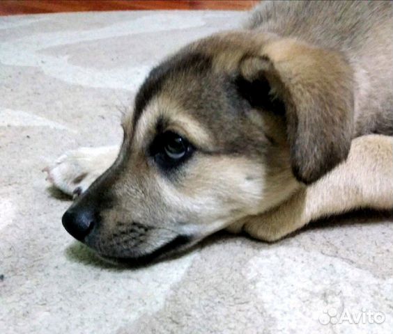 Вега в дар Вега в дар
