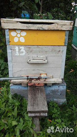 Пчелы, улья - всё для пчеловодства купить на Зозу.ру - фотография № 2