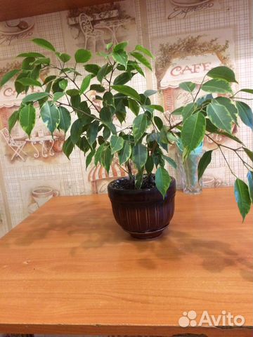 Фикус Бенджамина