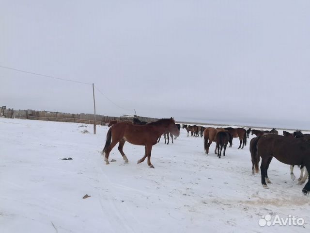 Лошади пропали купить на Зозу.ру - фотография № 6