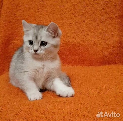Британские котята Шиншиллы купить на Зозу.ру - фотография № 6