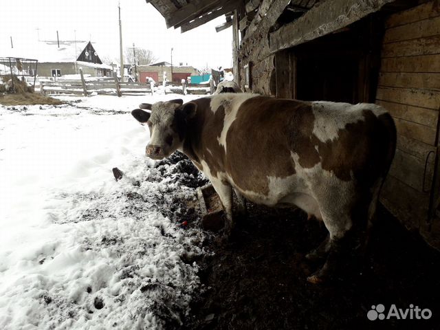 Корова стельная отел в ноябре купить на Зозу.ру - фотография № 1