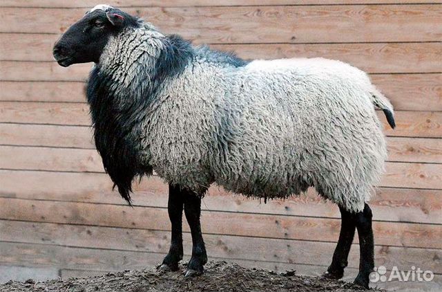 Продам овец,телята.свиней купить на Зозу.ру - фотография № 1