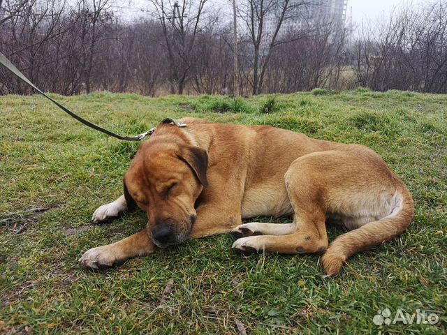 Прекрасный пёс купить на Зозу.ру - фотография № 3