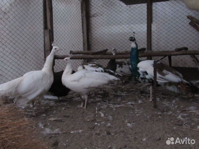 Китайские шелковые куры (белые) и павлины купить на Зозу.ру - фотография № 5