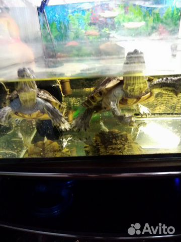 Две Красноухие черепахи с аквариумом и фильтром купить на Зозу.ру - фотография № 1